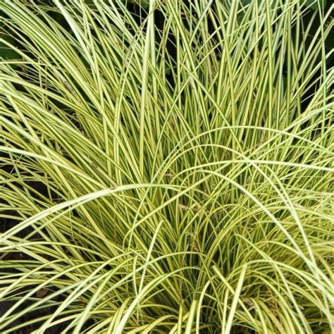 foto ostrice hnedej (Carex brunnea) v záhone