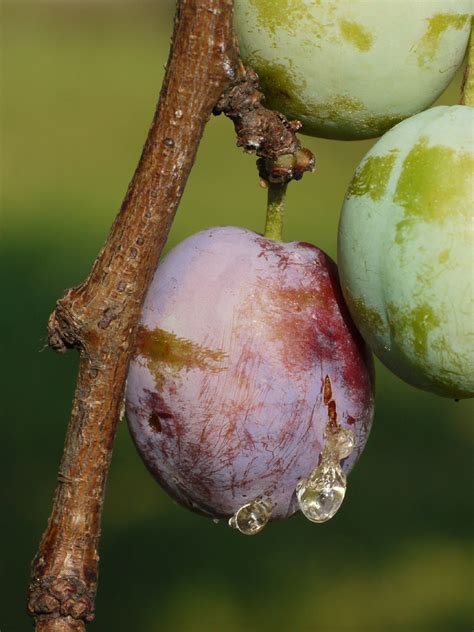 Deformované plody sliviek postihnuté grmaníkom slivkovým