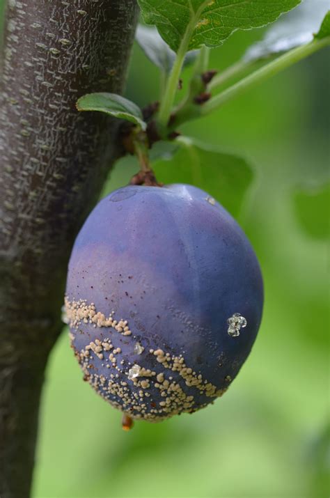 Plod slivky poškodený obaľovačom slivkovým s glejotokom