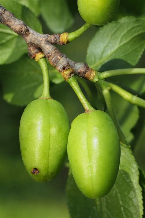 Mladé plody sliviek s poškodením od piliarky slivkovej