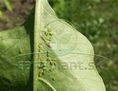 Kolónia vošiek slivkových na spodnej strane listu