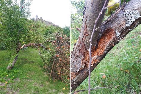 Chodby a poškodenie kôry spôsobené podkôrnikom slivkovým