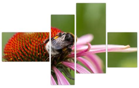 Infografika znázorňujúca včelu na kvete s popiskami peľových košíkov a mechanizmu zberu nektáru