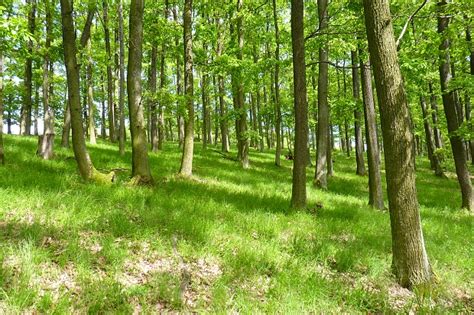 Tematické foto: dubový les alebo majestátny dub