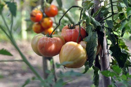 fotografia zdravej rastliny paradajky s oporou a prvými plodmi