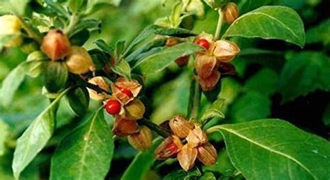 Zobrazenie rastliny Ašvaganda (Withania somnifera) v prirodzenom prostredí