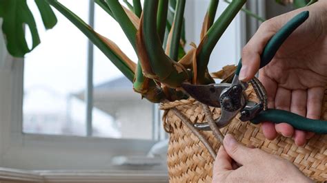 Zozbierané korene Ašvagandy pripravené na spracovanie