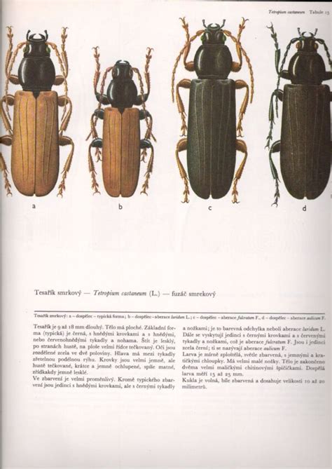 Ilustrácia zobrazujúca rôznych hmyzích škodcov pšenice.