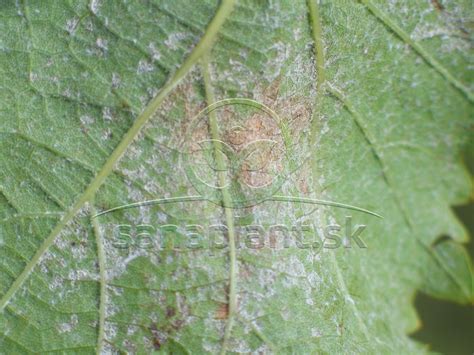 detail listov uhorky s príznakmi plesne