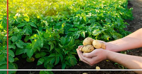 zemiaky napadnuté pásavkou zemiakovou