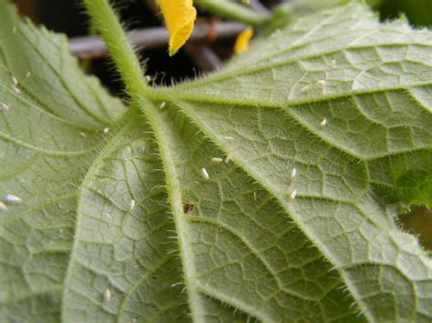 molica skleníková na liste rastliny