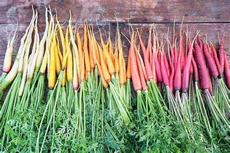 Obrázok rôznych odrôd mrkvy (oranžová, fialová, žltá)