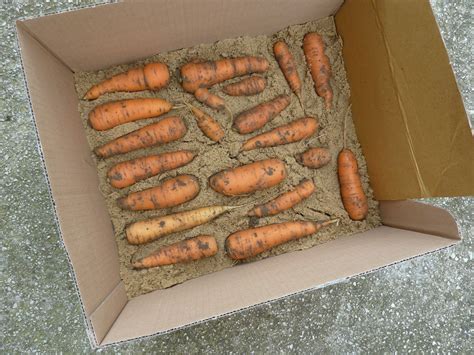 Ilustrácia správneho uskladnenia mrkvy v piesku v pivnici