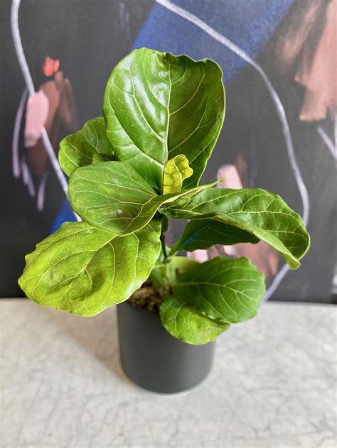 Ficus lyrata v interiéri