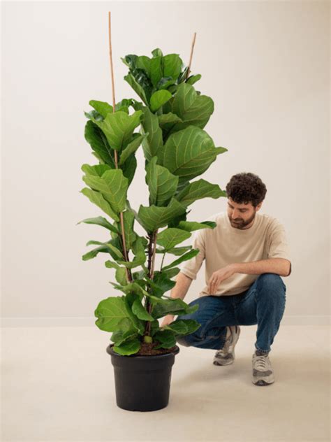 Tvarovanie Ficus lyrata - rez