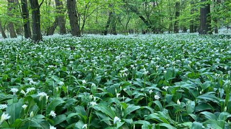 Ilustrácia medvedieho cesnaku v jarnom lese.