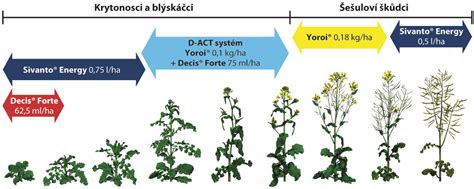 Schéma zimnej ochrany trvaliek mulčovaním