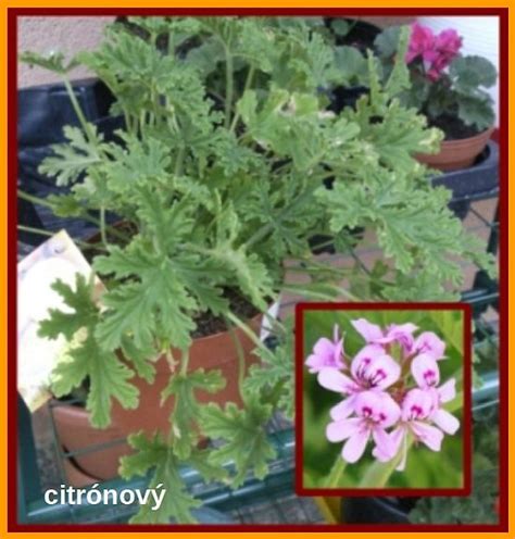 Muškát so žltnúcimi listami a rady, ako ho zachrániť (infografika)