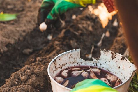 infografika: spracovanie sadzačky pred výsadbou (horúca voda, morenie)