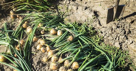 fotografia zberu a sušenia cibule na záhone
