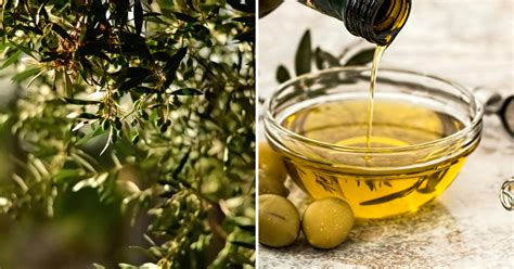 Ilustračná fotografia cesnaku a olivového oleja, naznačujúca prírodnú liečbu bolesti ucha.