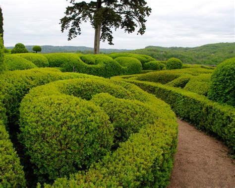 Buxus microphylla (japonský krušpán) v záhrade