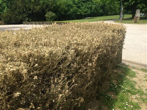 Buxus napadnutý vijačkou krušpánovou