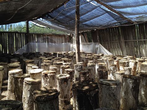 schéma pestovania hlivy ustricovej na klátikoch alebo vreciach