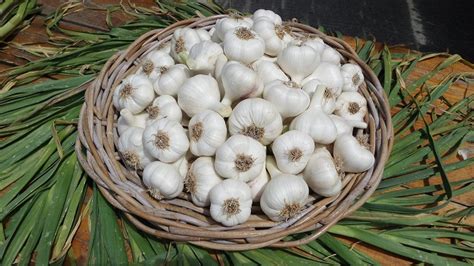 Fotografia údeného slovenského cesnaku