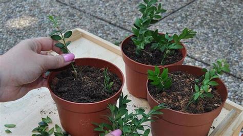 Odrezky krušpánu pripravené na zakorenenie