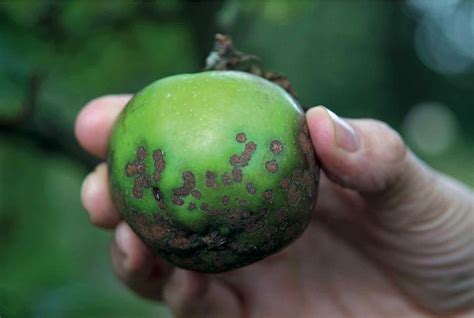 Listy krušpánu napadnuté hubovým ochorením