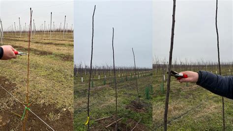 ilustrácia správneho postupu pri výsadbe ovocného stromčeka s oporným kolom