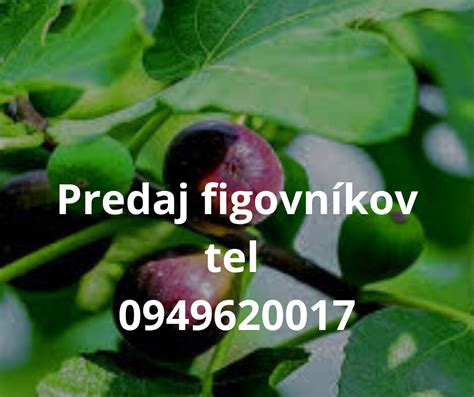 Obalené figovníky pripravené na prezimovanie.