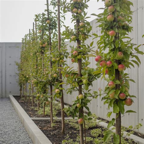 Schéma správnej výsadby jablone s vyznačením hĺbky koreňového balu a miesta vrúbľovania