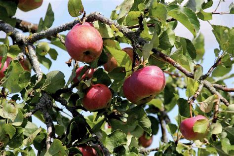 Názorná ukážka správneho prerezávania jablone s vyznačenými konármi na odstránenie