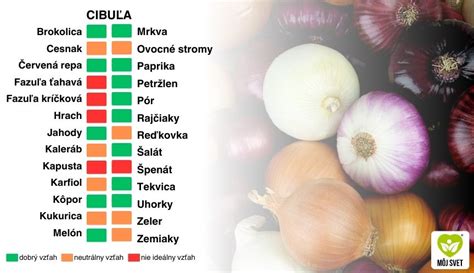 schematická ilustrácia záhona s cuketou a jej vhodnými susedmi (hrach, bazalka, aksamietnice, cibuľa)