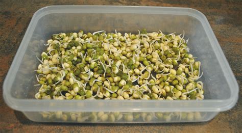 schéma alebo fotografia klíčenia mungo fazule v miske s gázou