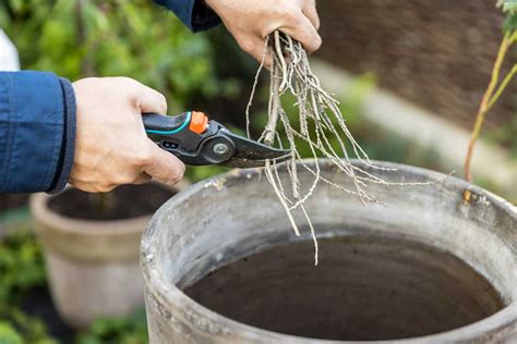 Schéma výsadby čučoriedok: príprava jamy s drenážou a kyslým substrátom