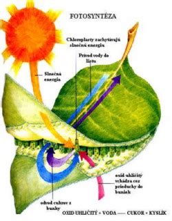 Infografika vysvetľujúca úlohu horčíka a síry pri fotosyntéze rastlín