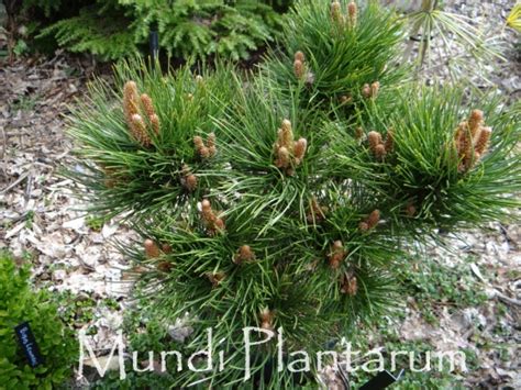 Fotografia kultivaru Pinus tabuliformis 'Shenyang'