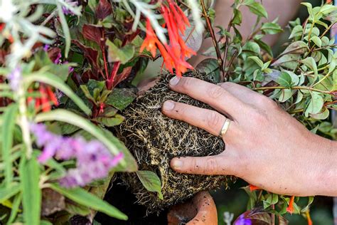 Schéma výsevu exotických rastlín do kvetináča