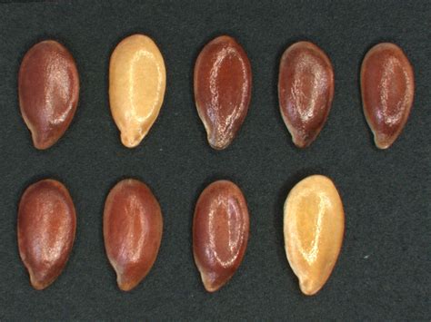 Detailná fotografia semien ľaničníka siateho a olejnatých plodín