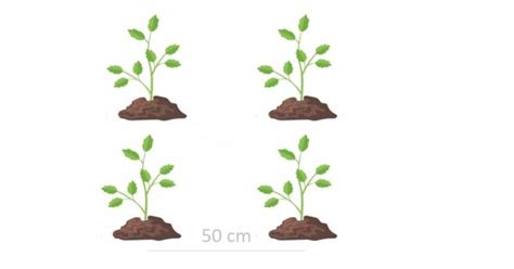 Ilustrácia správneho polievania paradajok ku koreňom