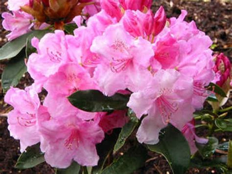 Azalka indická v kvetináči umiestnená na balkóne s polotieňom