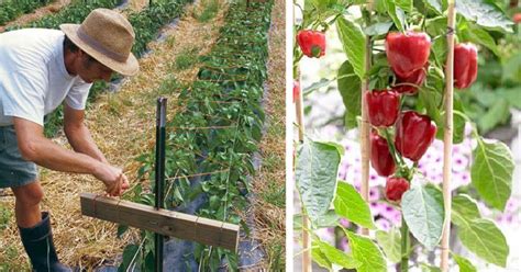 Podpora pre rastlinu papriky