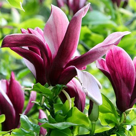 Snímka kvitnúcej magnólie 'Black Tulip' s detailom na bordové kvety v tvare tulipána