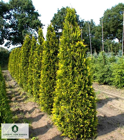 Infografika: Porovnanie druhov tují (Smaragd, Thuja plicata, Thuja orientalis) podľa ich výšky a využitia v záhrade.
