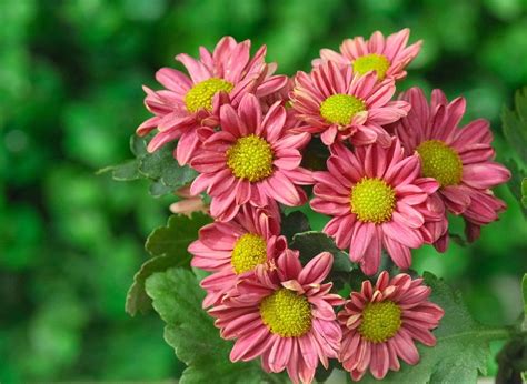 Schéma rastu chryzantémy Multiflora so zobrazením guľovitého tvaru a hustého rozkonárenia