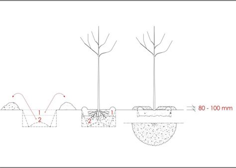 názorná schéma správnej výsadby stromu: ukotvenie kôlmi, závlahová misa a mulčovanie