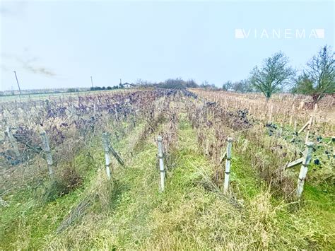 Udržiavaný vinohrad v obci Bátorové Kosihy